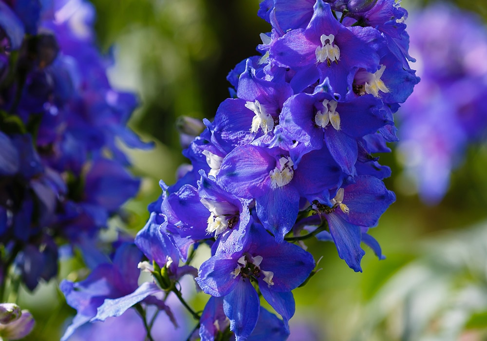 All About Larkspur Kitty S Flowers