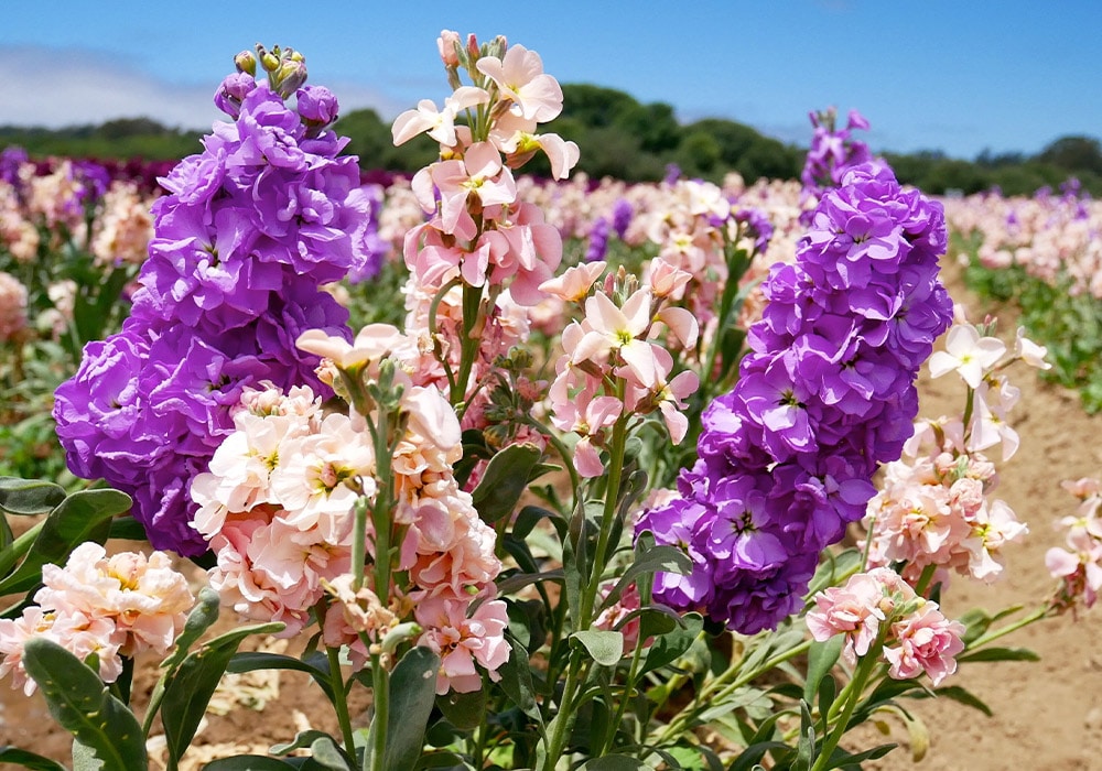 All About Larkspur Kitty S Flowers