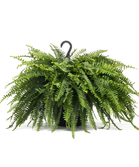 Hanging Fern