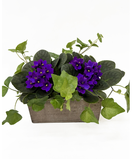 African Violets