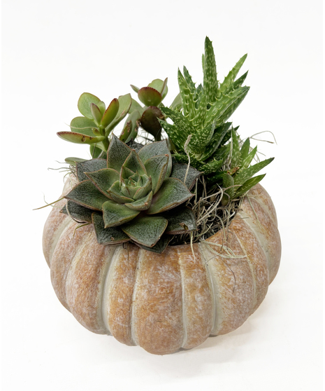 Pumpkin Planter