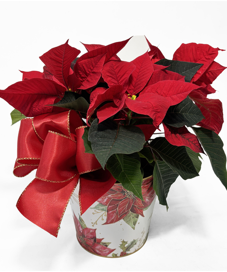 Perfect Poinsettia Tin