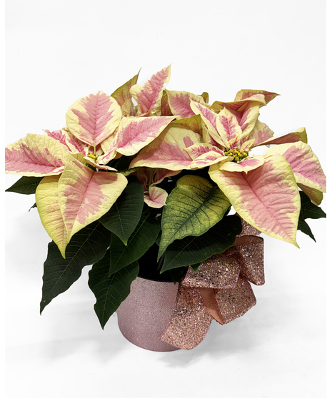 Pretty Pink Poinsettia