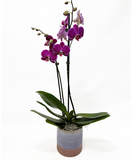 Mother's Day Orchid Plant