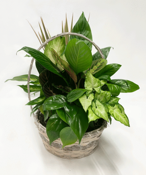 Indoor Plants