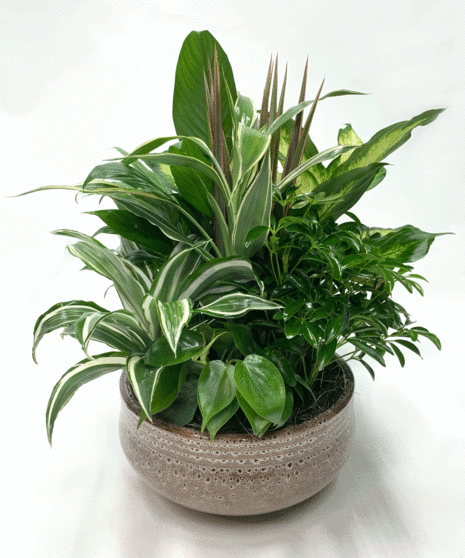 Indoor Plants