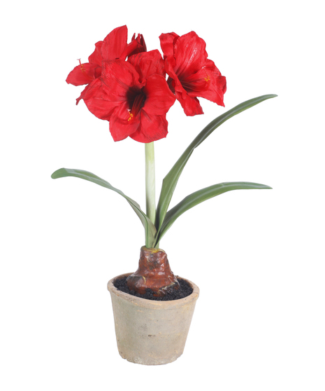 Amaryllis