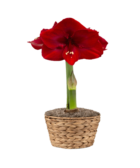 Amaryllis