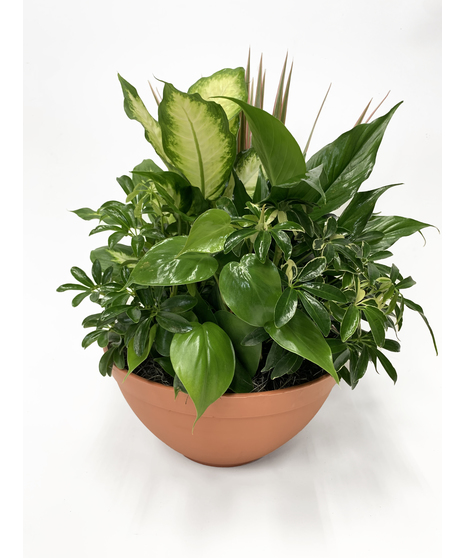 Plants