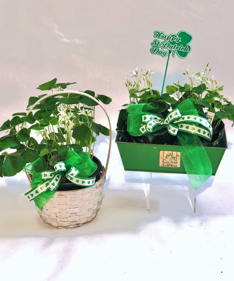 Shamrock Plant Delivery Salisbury (MD)