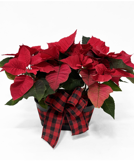 Plaid Poinsettia Planter