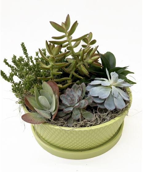 Indoor Plants