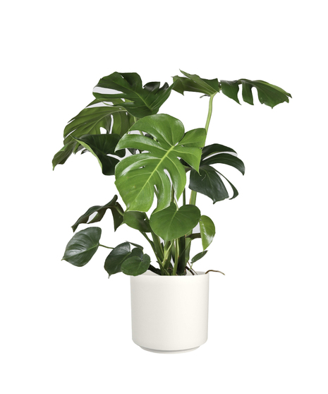House Plant