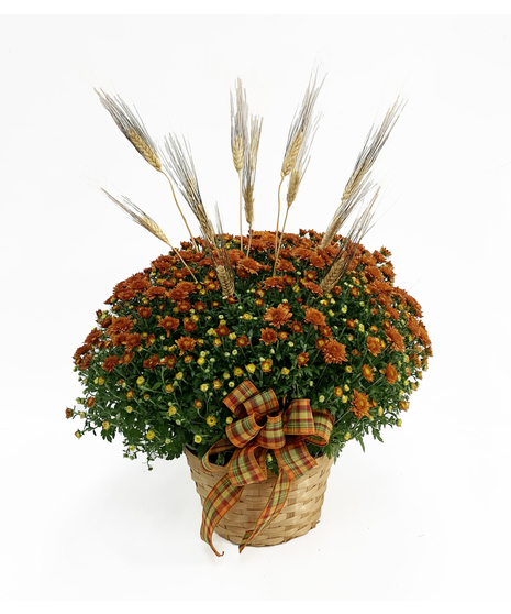 Indoor Plants