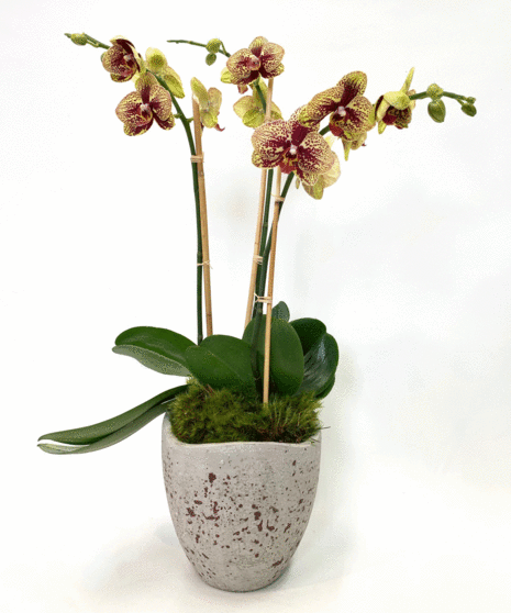 Orchid Oasis
