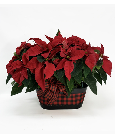 Plaid Poinsettia Planter