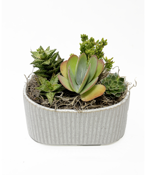 Plants