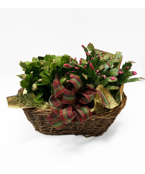 Christmas Cactus