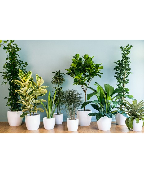 House Plant