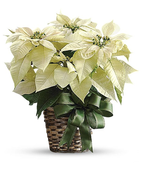 White Poinsettia